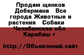 Продам щенков Добермана - Все города Животные и растения » Собаки   . Челябинская обл.,Карабаш г.